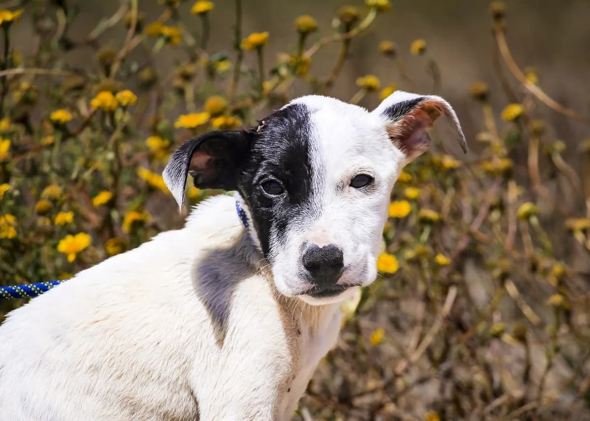 ORION, Preto e Branco male puppy Mixed Breed for adoption at O Cantinho da Milu, Lisbon