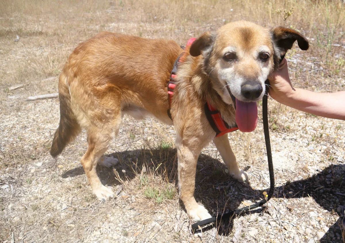 BAMSE, Castanho male senior Mixed Breed for adoption at O Cantinho da Milu, Lisbon