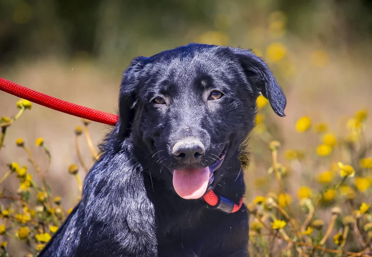 DJANGO, Preto male puppy Mixed Breed for adoption at O Cantinho da Milu, Lisbon