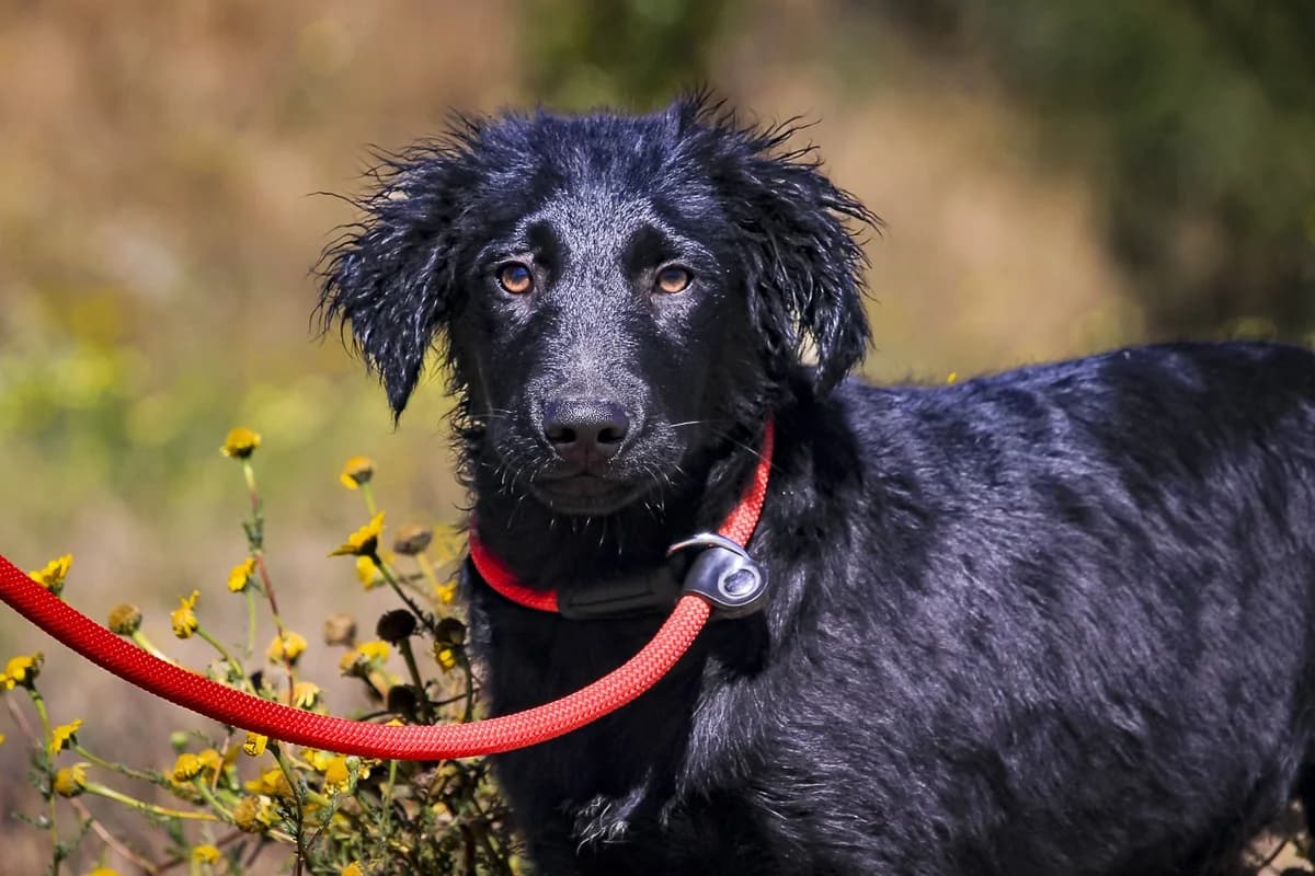 DUKE, Preto male puppy Mixed Breed for adoption at O Cantinho da Milu, Lisbon