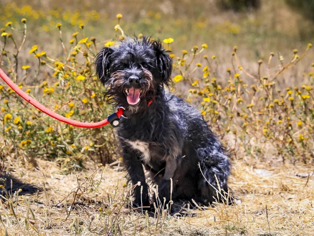 ROSITA, Preto female young Mixed Breed for adoption at O Cantinho da Milu, Lisbon