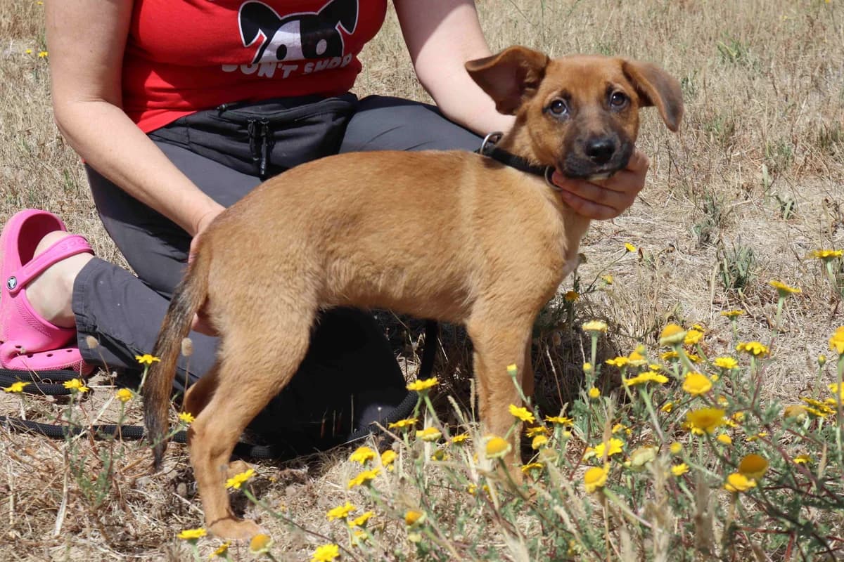CINDY, Castanho female puppy Mixed Breed for adoption at O Cantinho da Milu, Lisbon