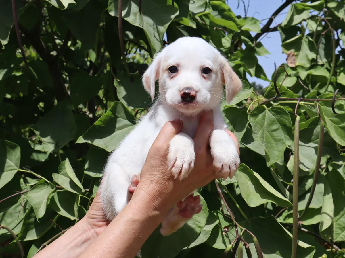 FRIDA, Branco female puppy Mixed Breed for adoption at O Cantinho da Milu, Lisbon