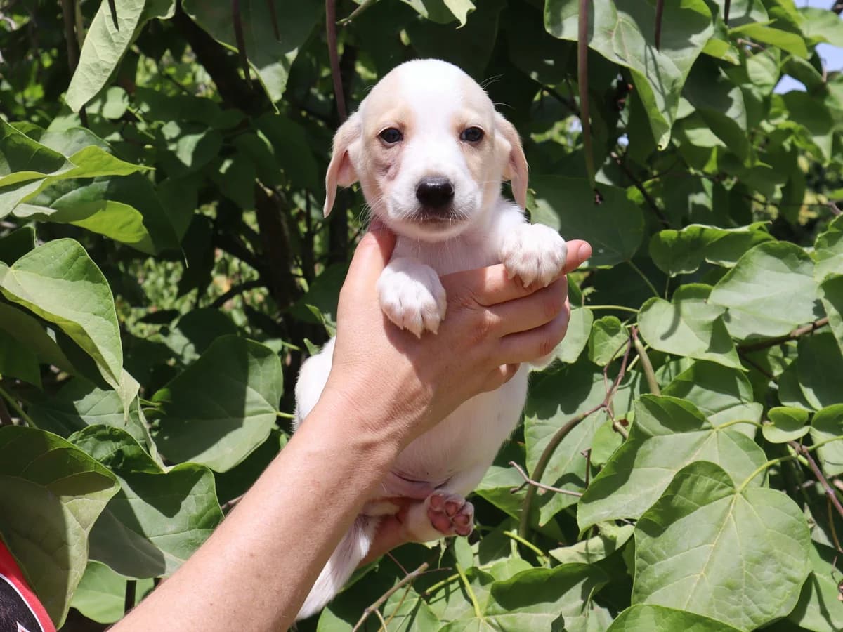FRITZ, Branco male puppy Mixed Breed for adoption at O Cantinho da Milu, Lisbon