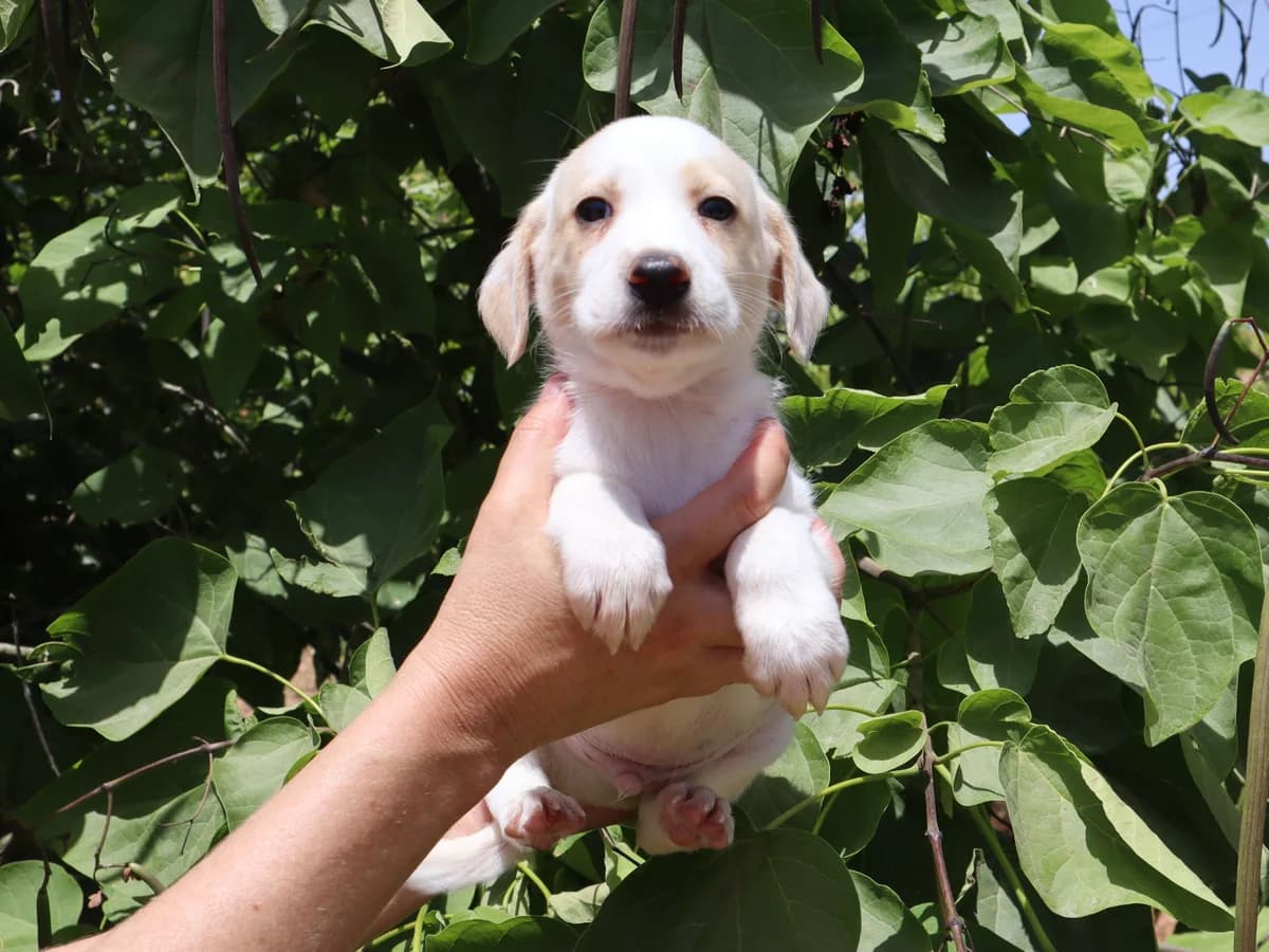 FRODO, Branco male puppy Mixed Breed for adoption at O Cantinho da Milu, Lisbon