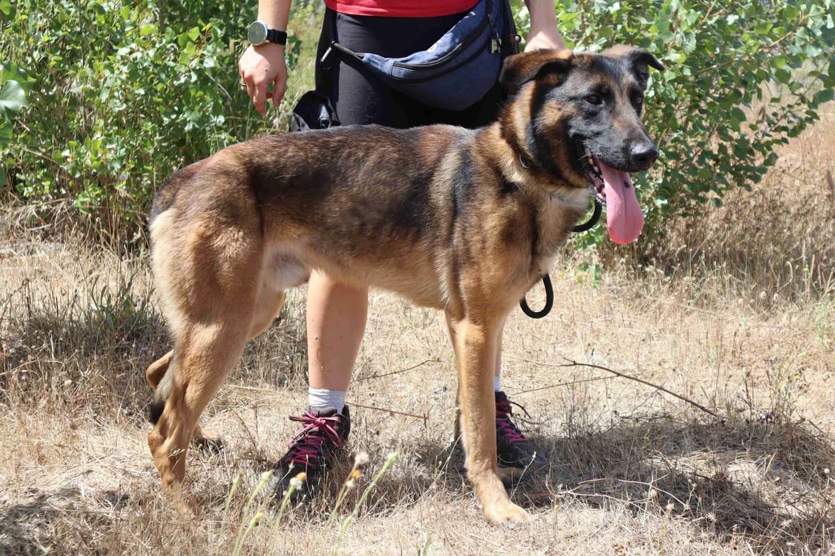 TEO, Preto e Castanho male young Mixed Breed for adoption at O Cantinho da Milu, Lisbon