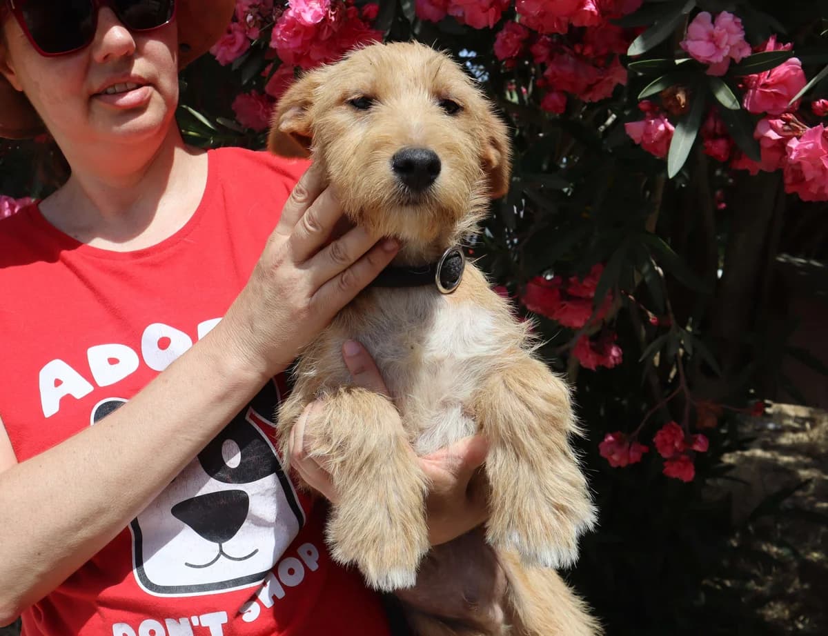 BASIL, Castanho male puppy Mixed Breed for adoption at O Cantinho da Milu, Lisbon