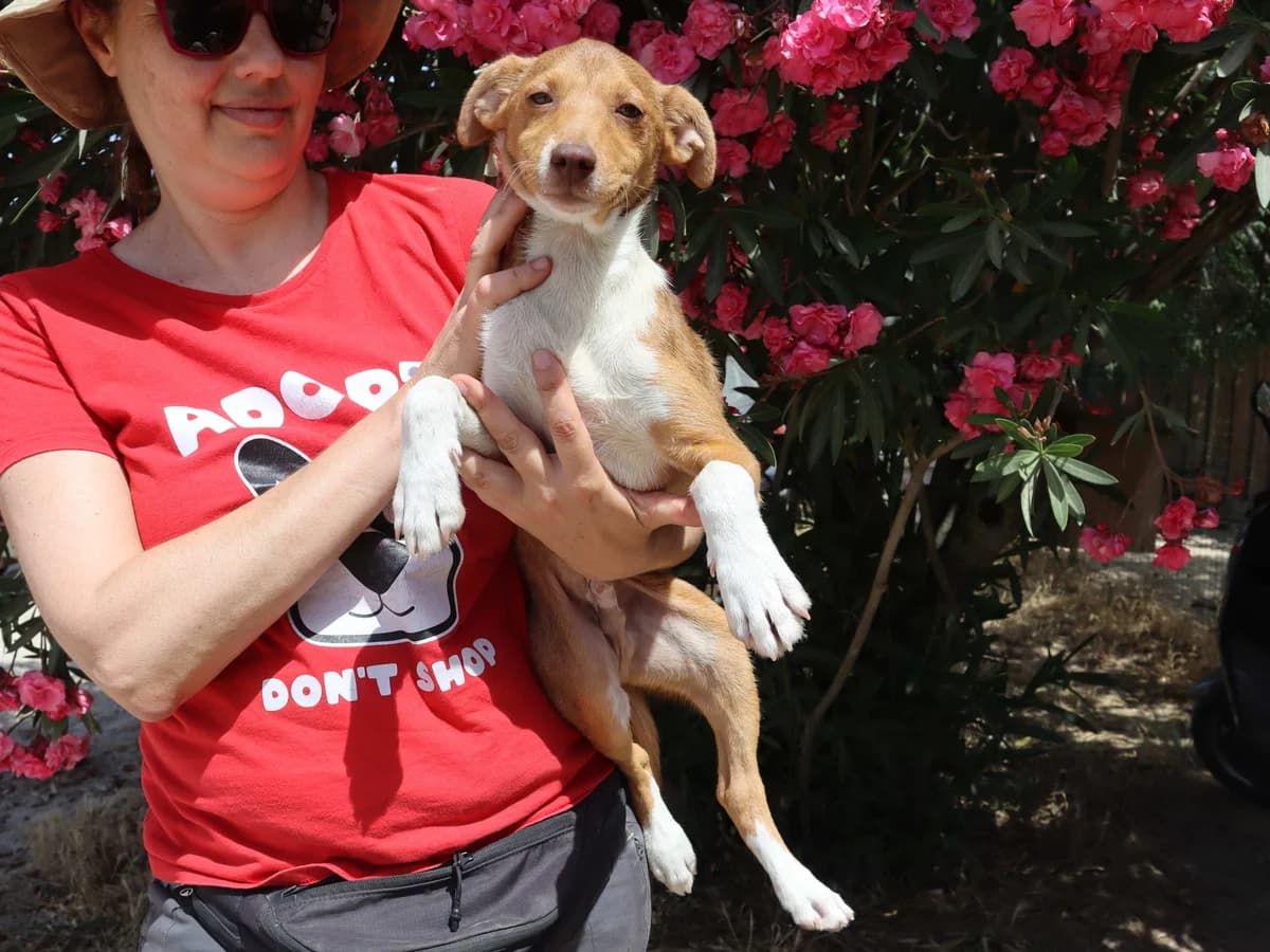 BRANDO, Castanho male puppy Mixed Breed for adoption at O Cantinho da Milu, Lisbon