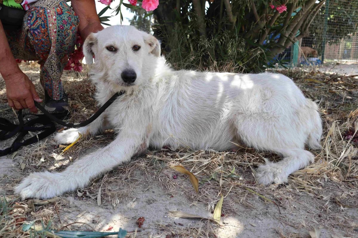 NEVE, Branco female young Mixed Breed for adoption at O Cantinho da Milu, Lisbon