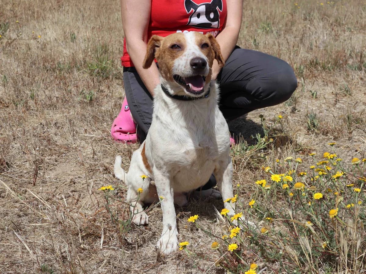 NISSE, Castanho e Branco male young Mixed Breed for adoption at O Cantinho da Milu, Lisbon