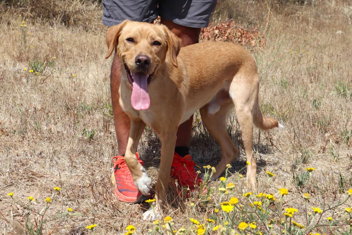 MOISES, Castanho male young Mixed Breed for adoption at O Cantinho da Milu, Lisbon
