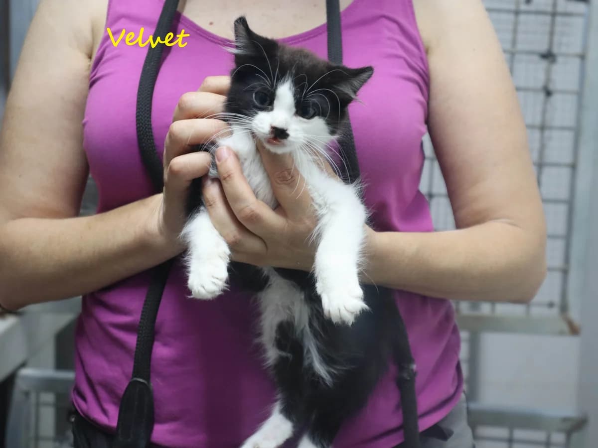 VELVET, Preto e Branco male puppy Mixed Breed for adoption at O Cantinho da Milu, Lisbon