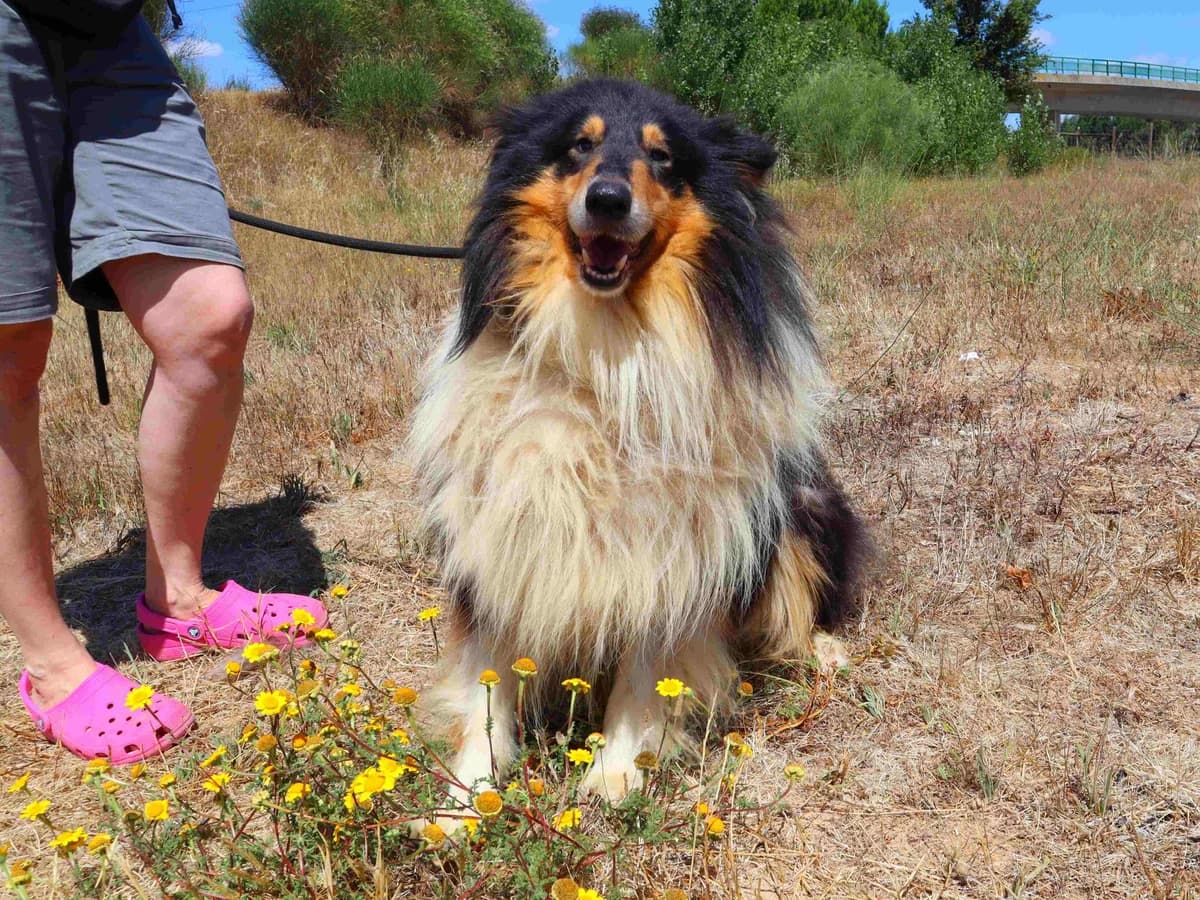 LUKE, Tricolor male 5yo Collie for adoption at O Cantinho da Milu, Lisbon