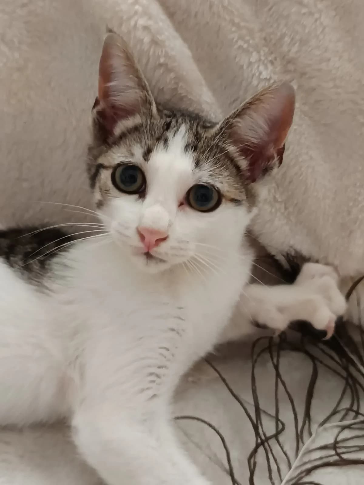 SPIROU, Cinza e Branco male puppy Mixed Breed for adoption at O Cantinho da Milu, Lisbon