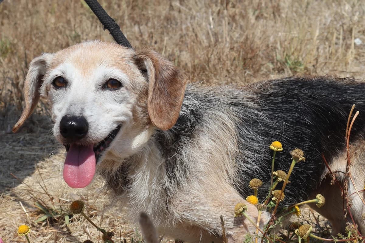 CLAUDIA, Castanho e Branco female senior Mixed Breed for adoption at O Cantinho da Milu, Lisbon