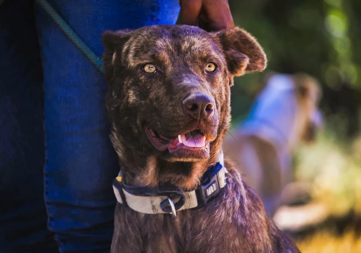 BROWNIE, Castanho female young Mixed Breed for adoption at O Cantinho da Milu, Lisbon