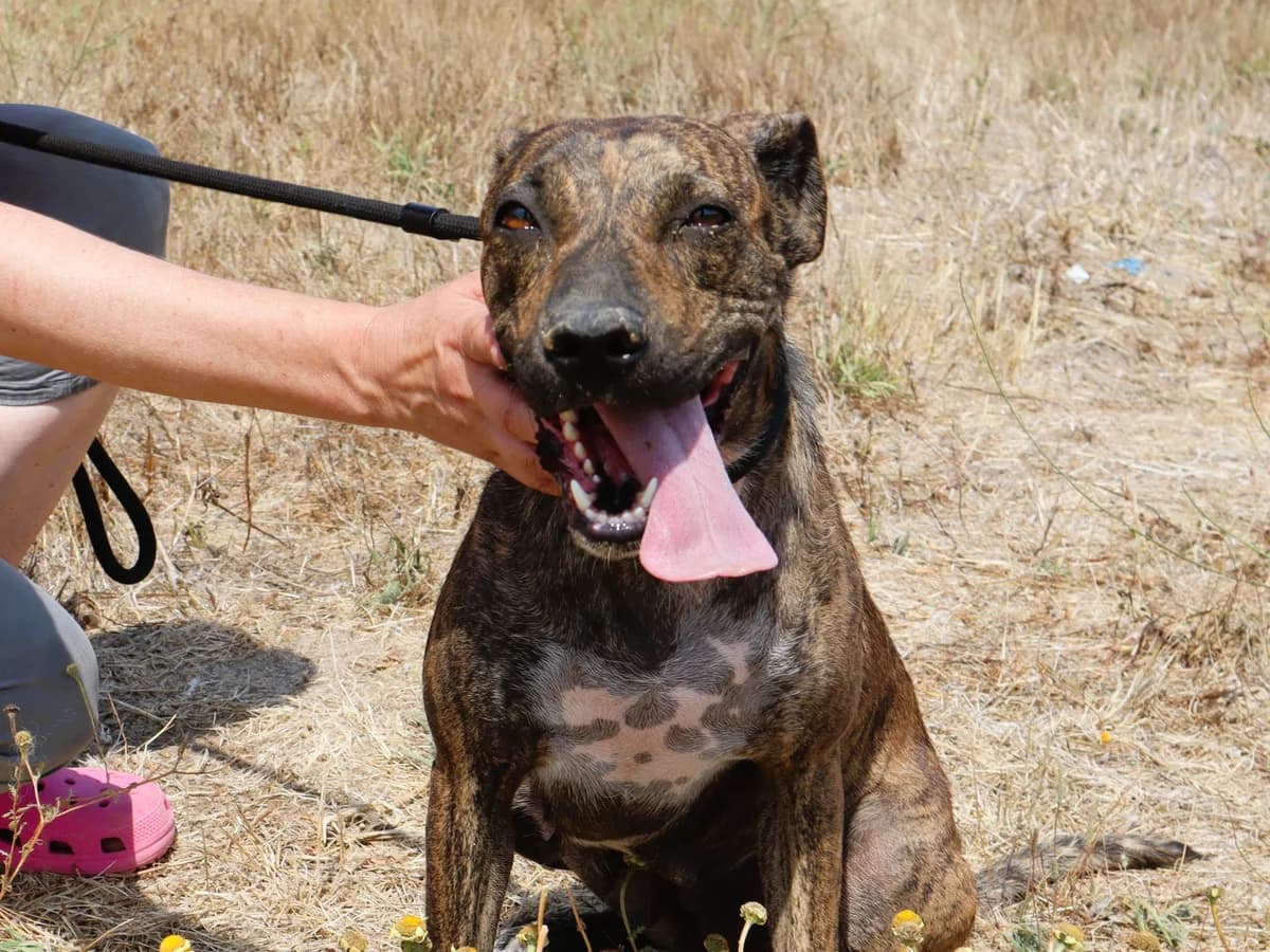 FLORA, Tigrado female young Mixed Breed for adoption at O Cantinho da Milu, Lisbon