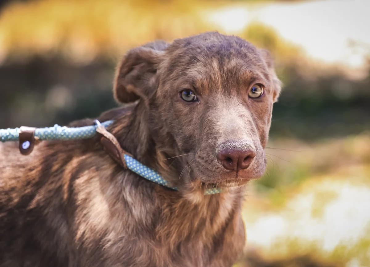 BOSCO, Castanho male puppy Mixed Breed for adoption at O Cantinho da Milu, Lisbon