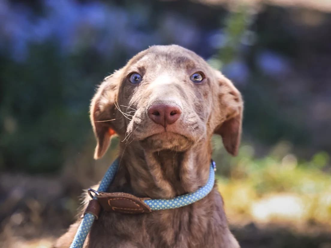 BONGO, Castanho male puppy Mixed Breed for adoption at O Cantinho da Milu, Lisbon