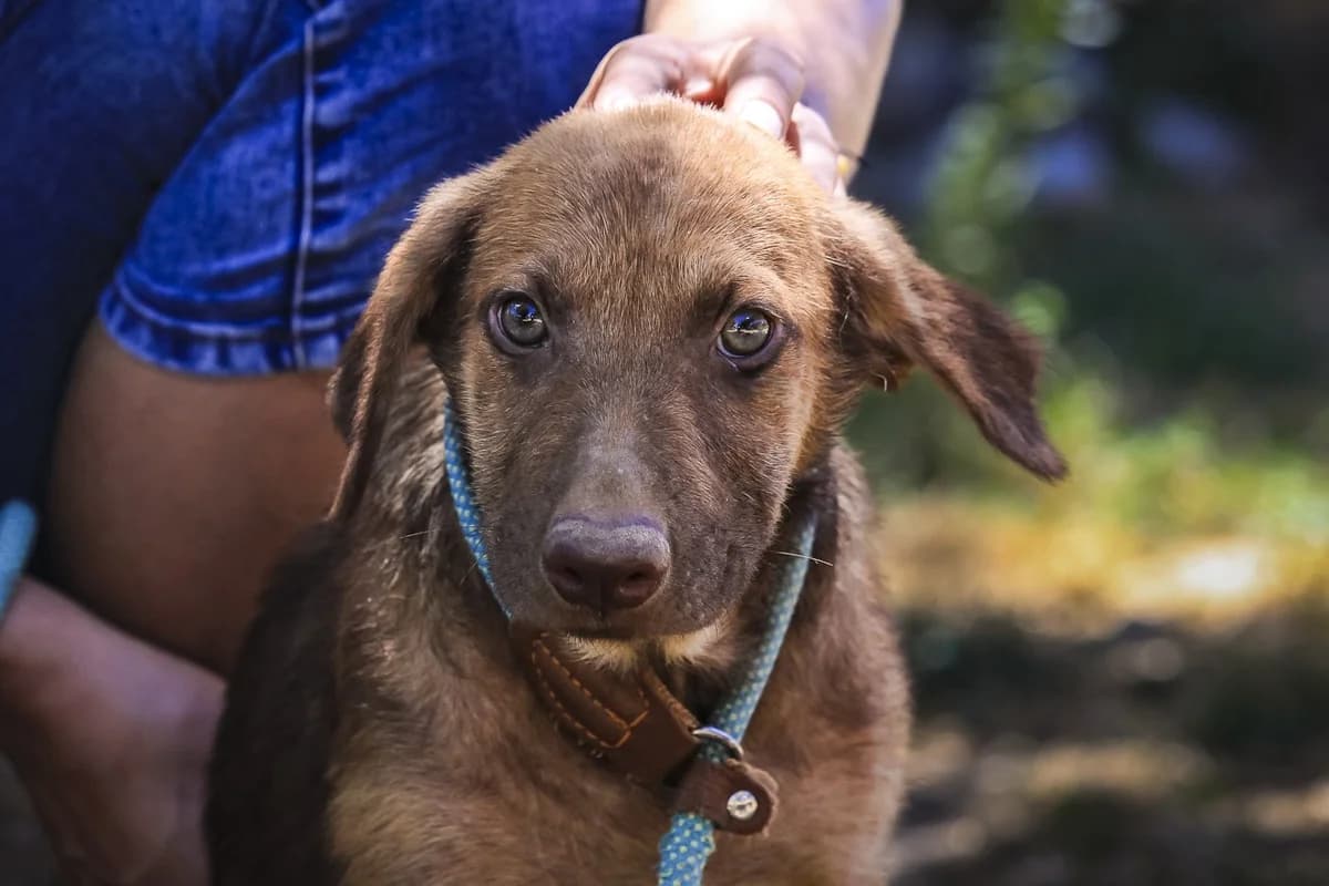 BIA, Castanho female puppy Mixed Breed for adoption at O Cantinho da Milu, Lisbon