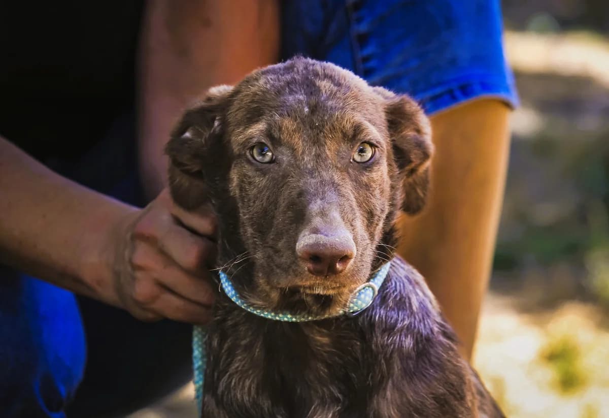BETTINA, Castanho female puppy Mixed Breed for adoption at O Cantinho da Milu, Lisbon