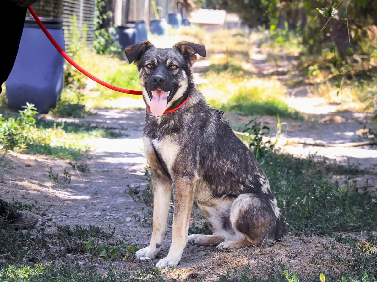 ROGER, Castanho male young Mixed Breed for adoption at O Cantinho da Milu, Lisbon