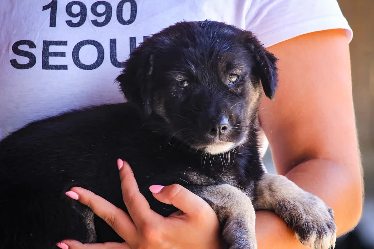 MALIKA, Castanho e Preto female young Mixed Breed for adoption at O Cantinho da Milu, Lisbon