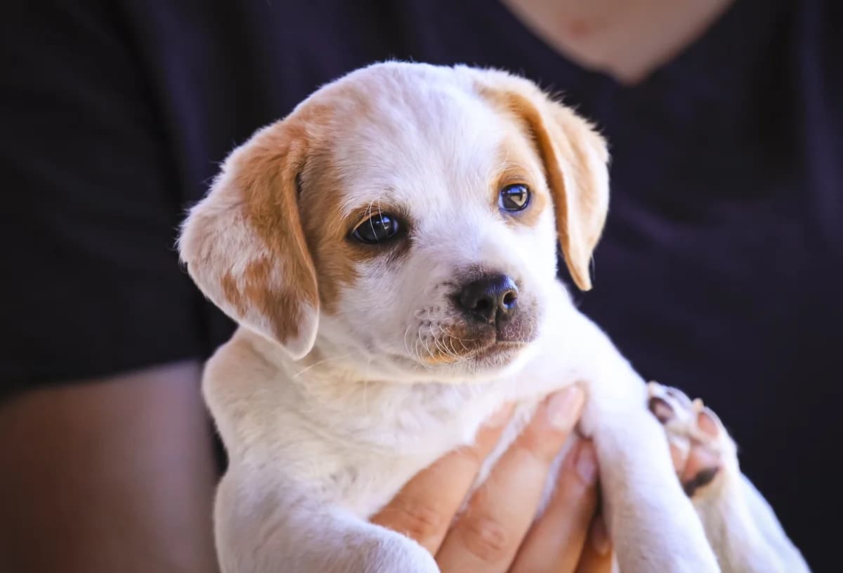 THEO, Castanho e Branco male young Mixed Breed for adoption at O Cantinho da Milu, Lisbon