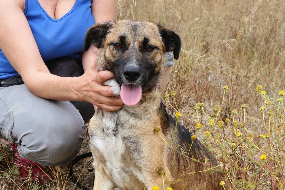 LUCY, Castanho female young Mixed Breed for adoption at O Cantinho da Milu, Lisbon