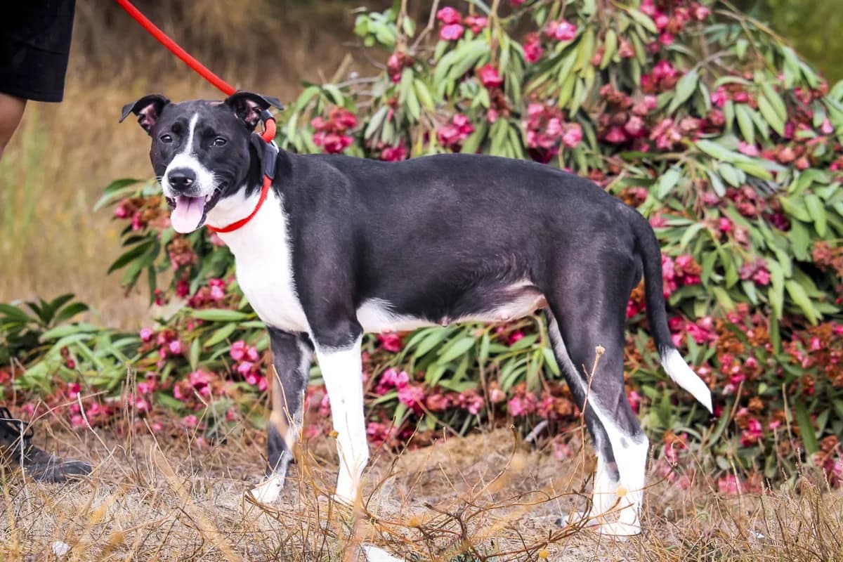 CALI, Preto e Branco female young Mixed Breed for adoption at O Cantinho da Milu, Lisbon