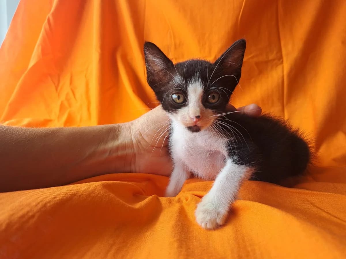 KALA, Preto e Branco female puppy Mixed Breed for adoption at O Cantinho da Milu, Lisbon