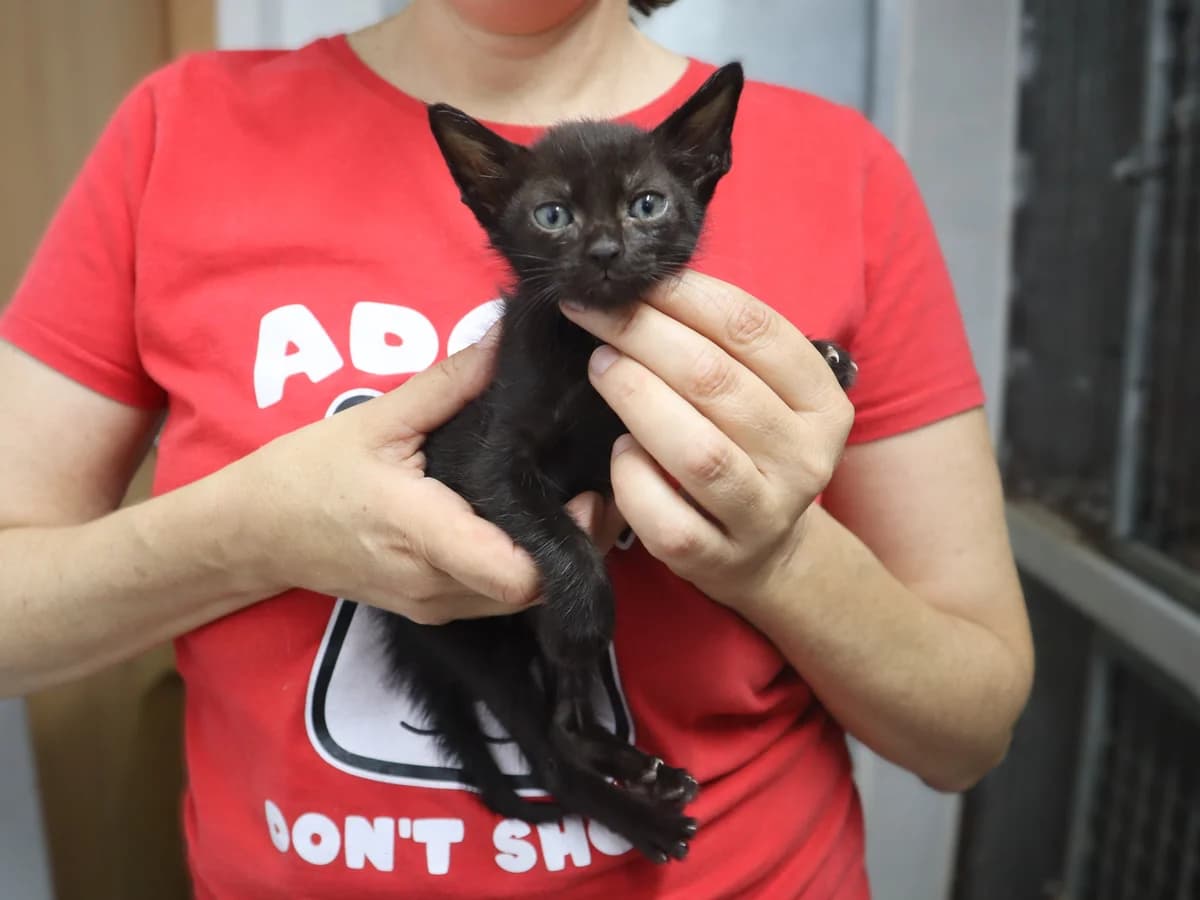 KIRO, Preto male puppy Mixed Breed for adoption at O Cantinho da Milu, Lisbon