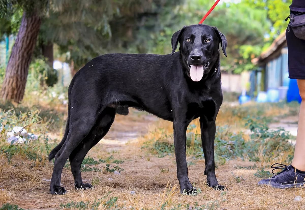BRIGADEIRO, Preto male Labrador Retriever for adoption at O Cantinho da Milu, Lisbon