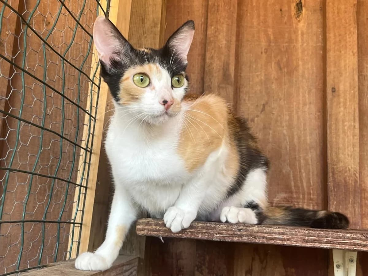 CHARLOTTE, Tricolor (Calico) female young Mixed Breed for adoption at O Cantinho da Milu, Lisbon