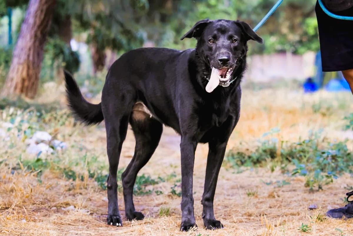SAGE, Preto female 5yo Labrador Retriever for adoption at O Cantinho da Milu, Lisbon