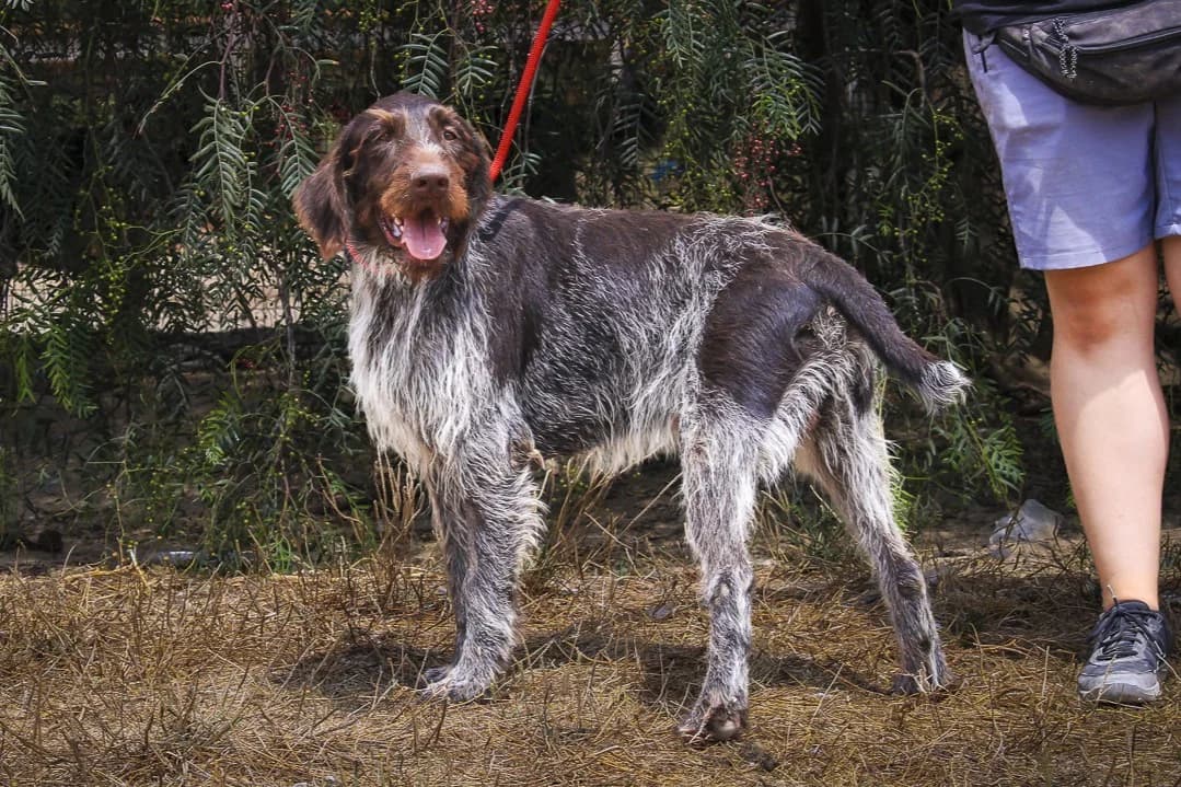 LOUIE, Castanho e Branco male German Shorthaired Pointer for adoption at O Cantinho da Milu, Lisbon