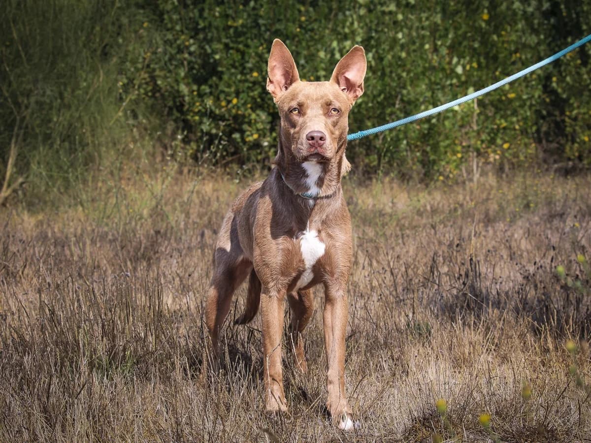 XENA, Mixed Breed (O Cantinho da Milu)