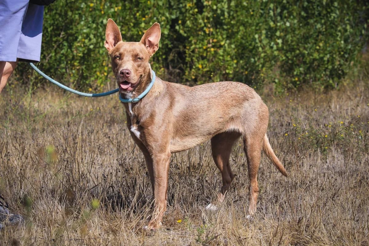 XENA, Castanho female puppy Mixed Breed for adoption at O Cantinho da Milu, Lisbon