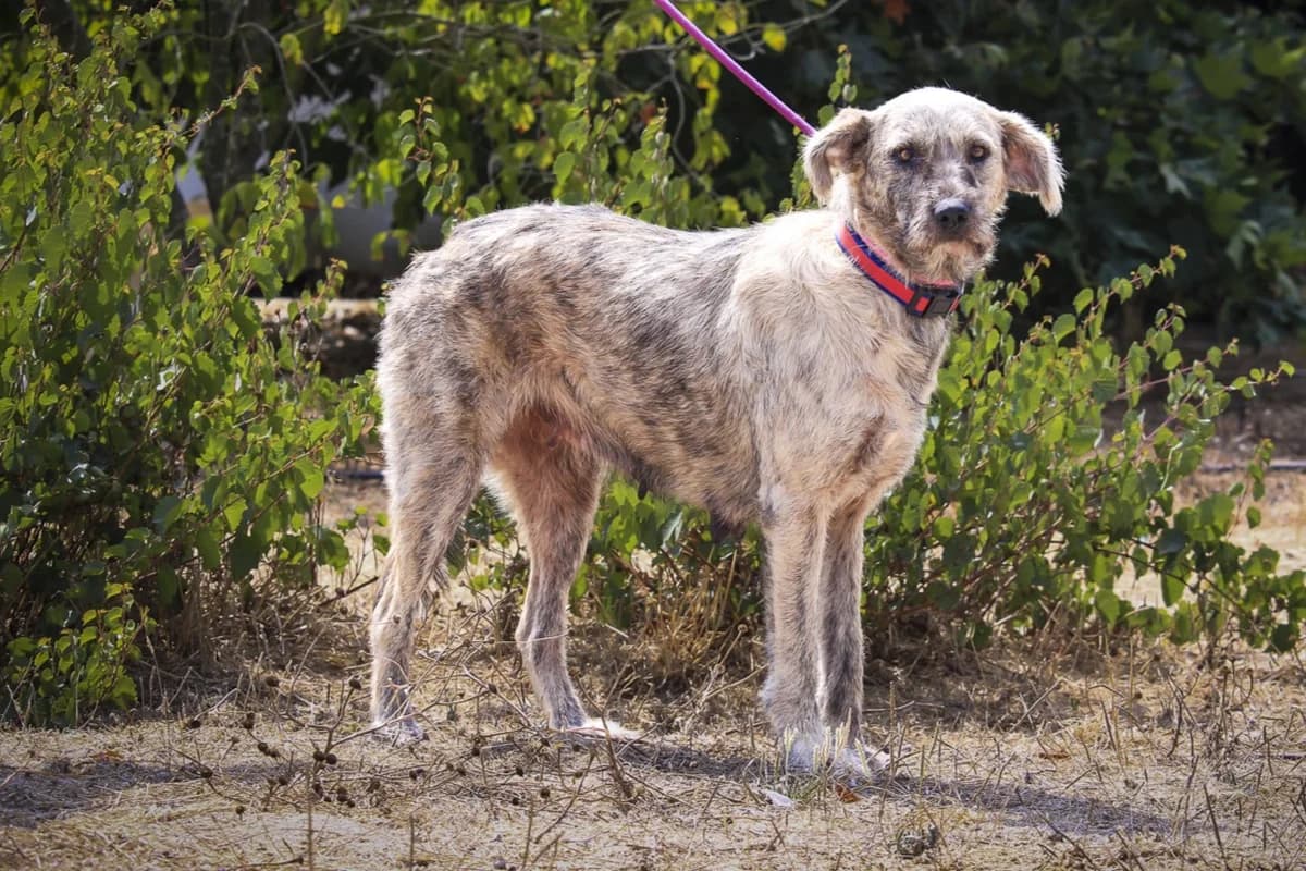 VENUS, Tigrado Castanho female senior Mixed Breed for adoption at O Cantinho da Milu, Lisbon