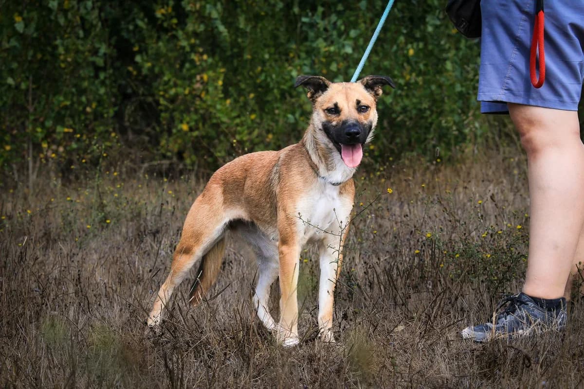 BOLOTA, Castanho female Mixed Breed for adoption at O Cantinho da Milu, Lisbon