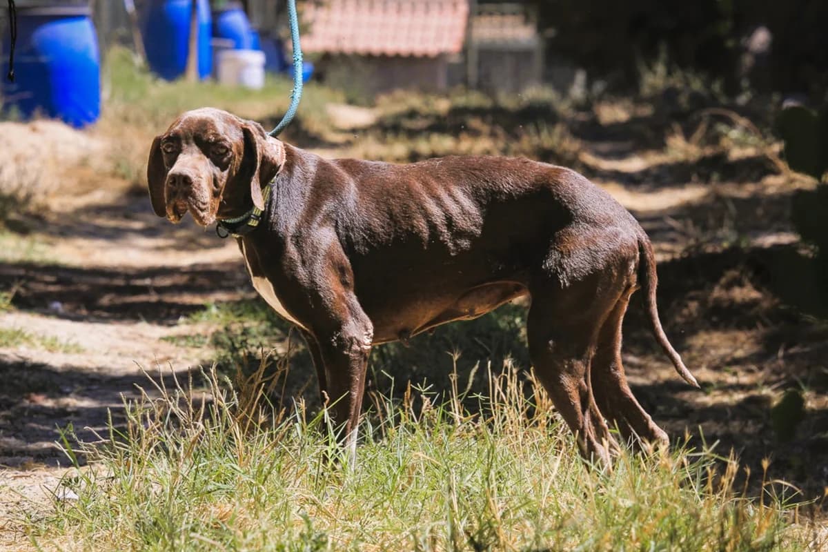 LADY, Castanho female 6yo Pointer for adoption at O Cantinho da Milu, Lisbon