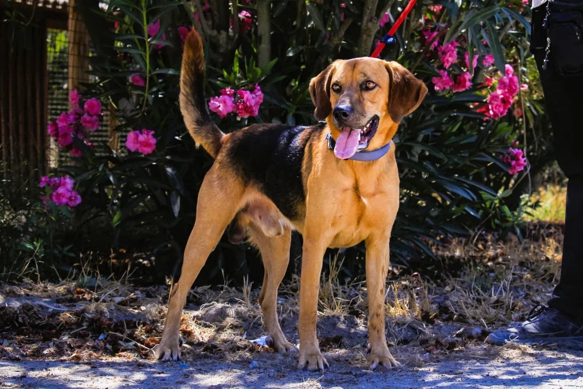 OLLIO, Castanho e Preto male 3yo Mixed Breed for adoption at O Cantinho da Milu, Lisbon