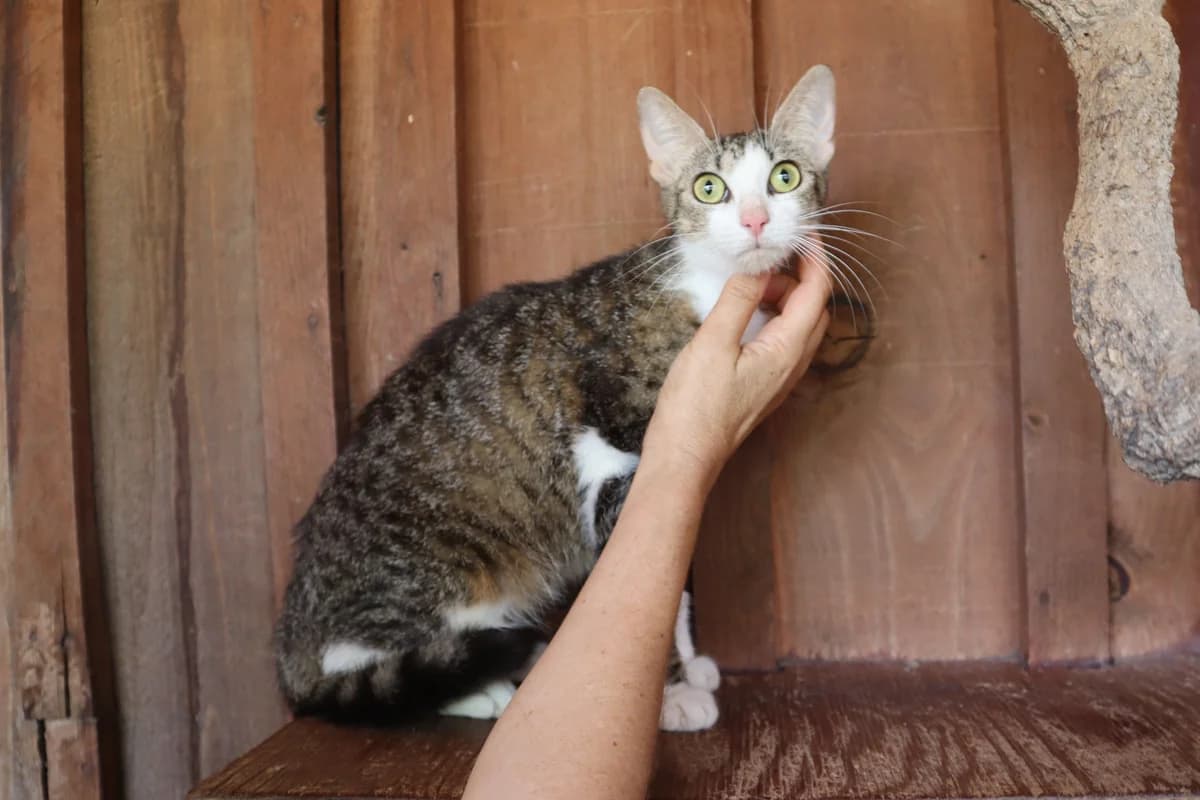 KAYLA, Tigrado Cinzento female young Mixed Breed for adoption at O Cantinho da Milu, Lisbon