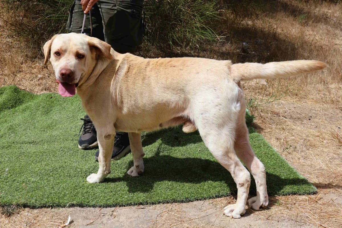 KALLE, Creme male 6yo Labrador Retriever for adoption at O Cantinho da Milu, Lisbon