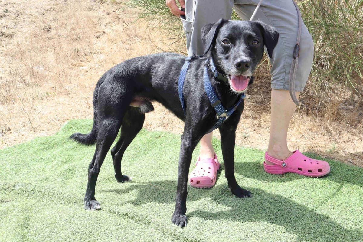 BOBO, Preto male 5yo Mixed Breed for adoption at O Cantinho da Milu, Lisbon