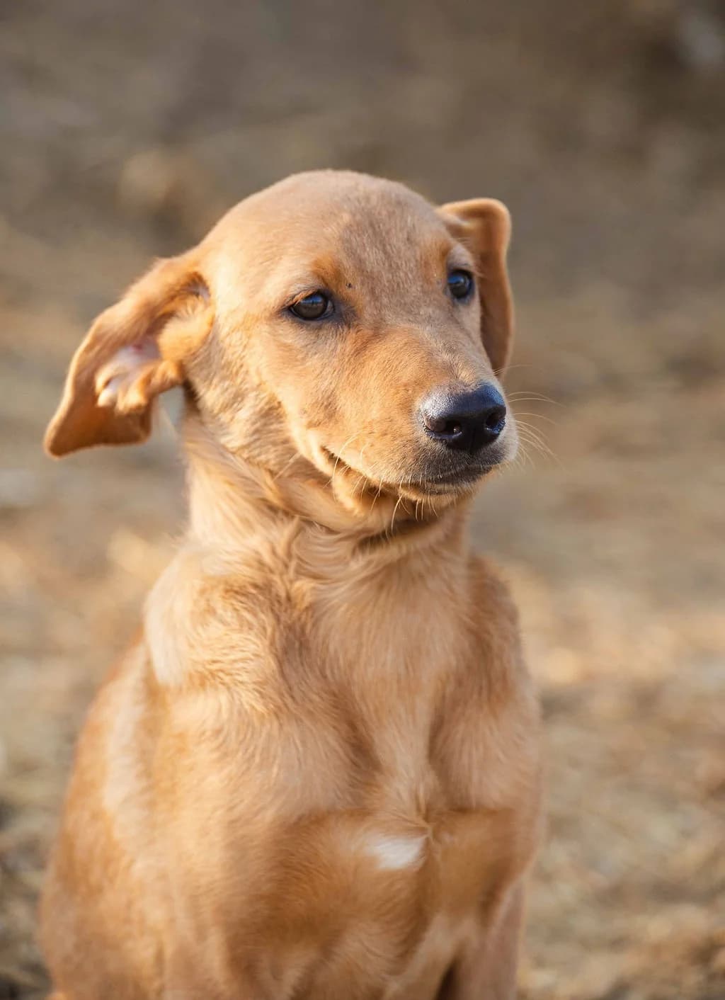 NELINHA, Castanho female puppy Mixed Breed for adoption at O Cantinho da Milu, Lisbon