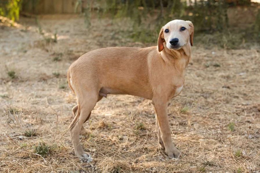 NALLE, Castanho male puppy Mixed Breed for adoption at O Cantinho da Milu, Lisbon