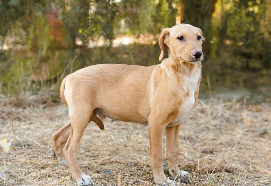 NAKO, Castanho male puppy Mixed Breed for adoption at O Cantinho da Milu, Lisbon