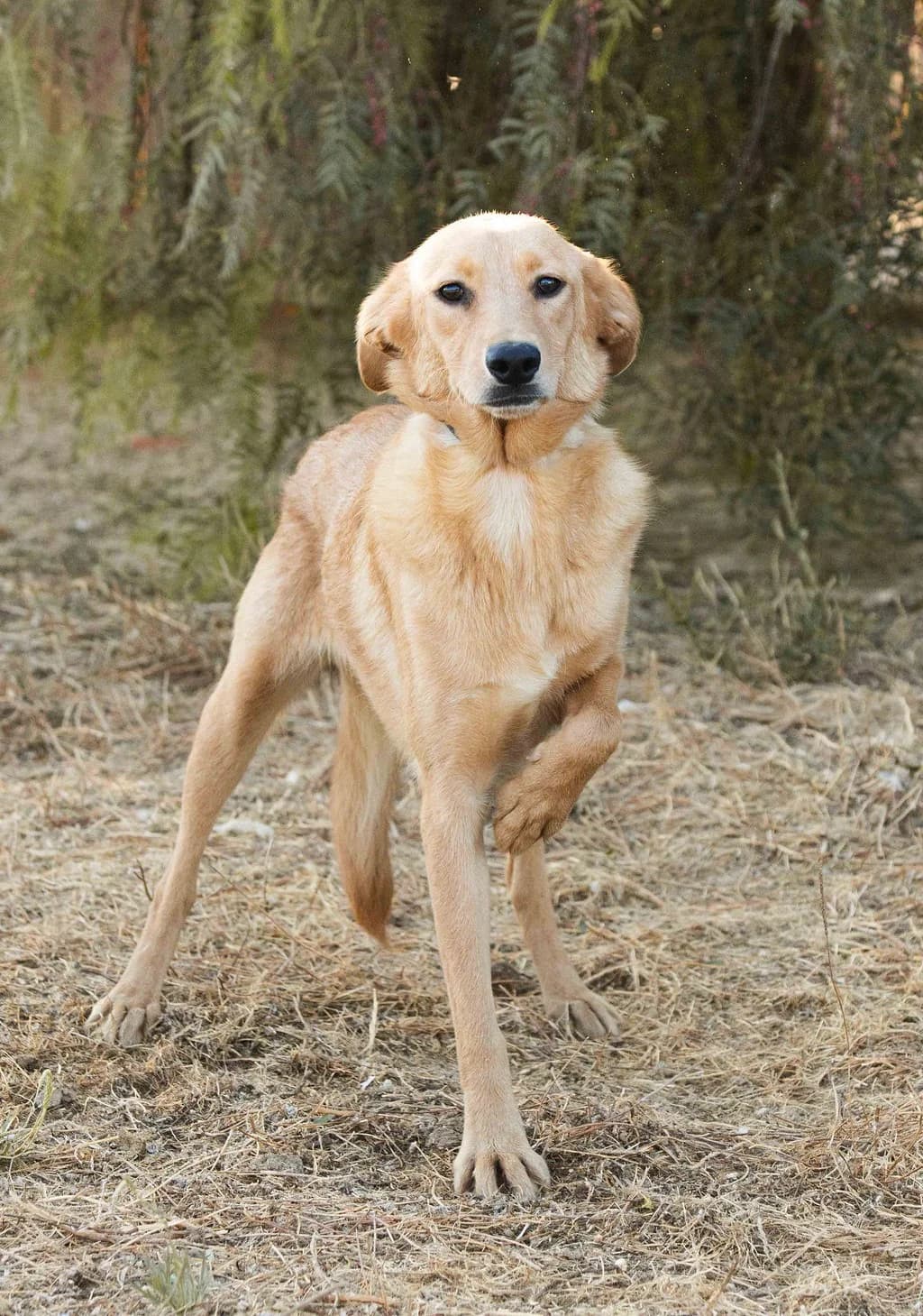 KHALEESI, Castanho female puppy Mixed Breed for adoption at O Cantinho da Milu, Lisbon