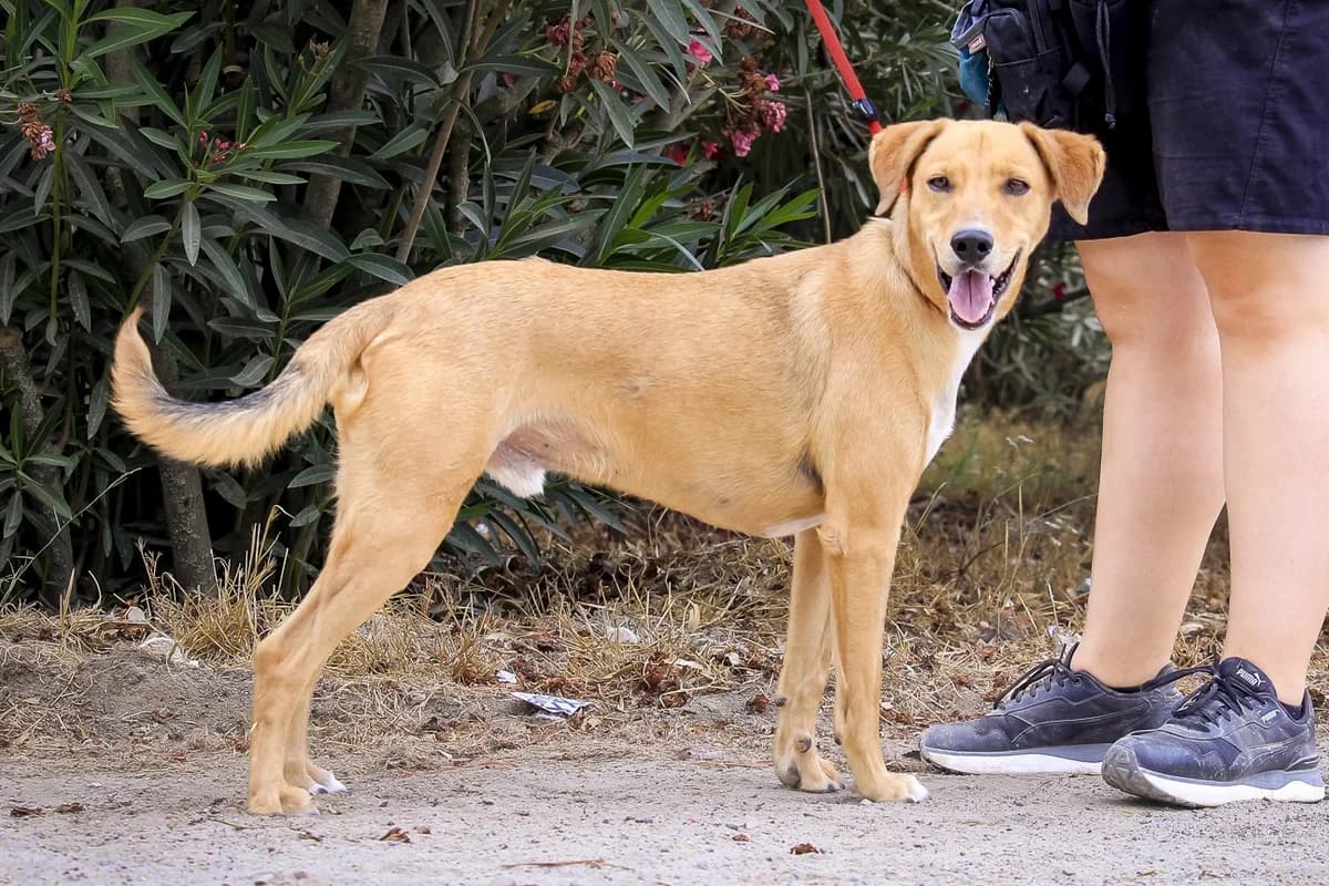 SKIPPY, Castanho male 5yo Mixed Breed for adoption at O Cantinho da Milu, Lisbon